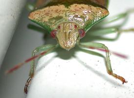 Banasa calva